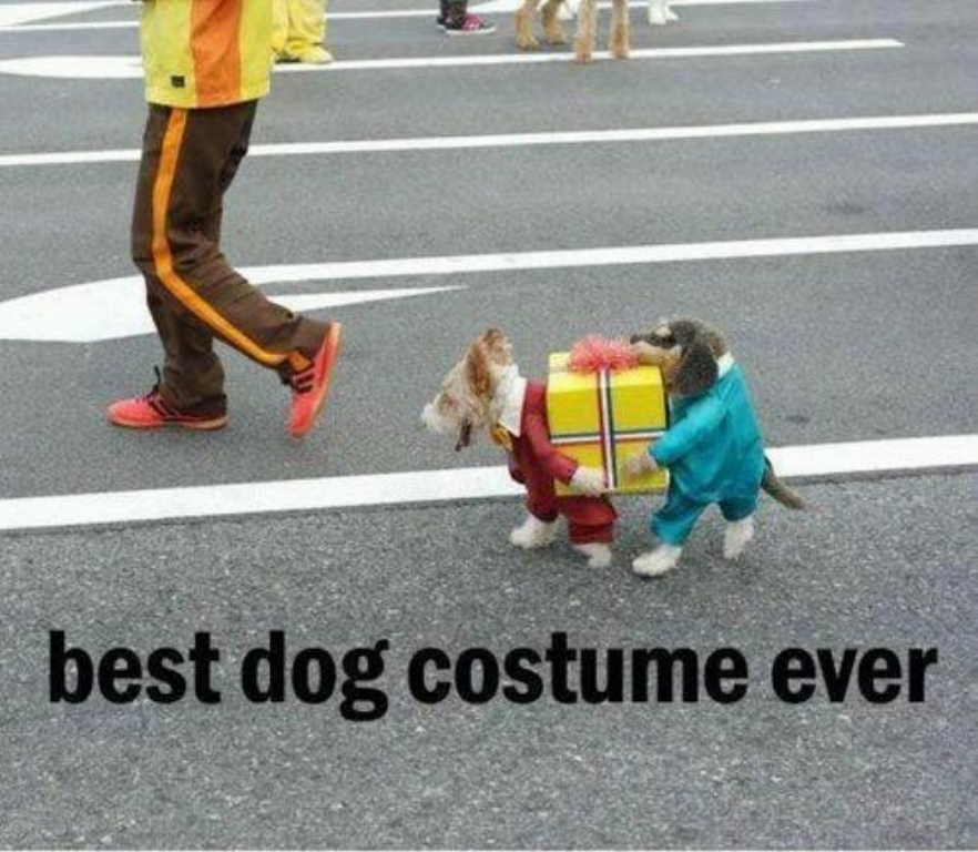 dog-costume.jpg