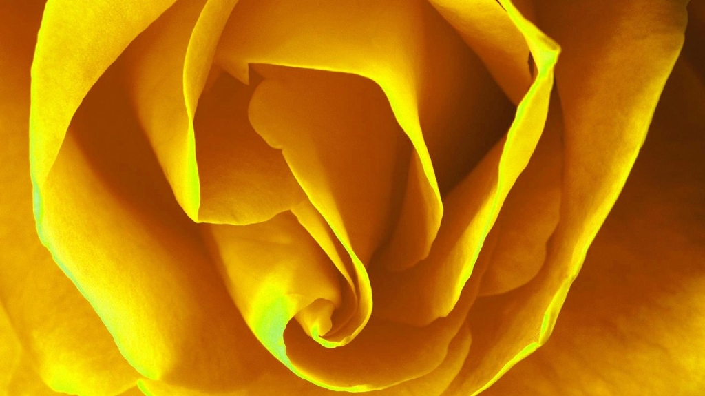 flowers-macro-roses-yellow-flowers-56086-1280x800.jpg