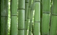 Bamboo%20Grove_preview.jpg