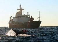 right-whale-fluke-boat-12-12-2005.jpg
