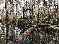 2017 12 New Orleans swamps
