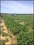2015 06 strawberry picking out east