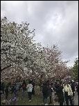 2019 04 Cherry Blossoms Brooklyn Botanical
