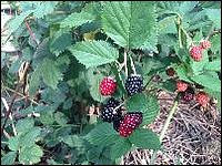 2014 08 back yard berries
