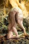 the_most_controversial_art_sculptures_by_patricia_piccinini02.jpg