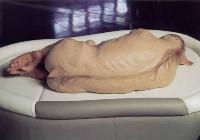 the_most_controversial_art_sculptures_by_patricia_piccinini22.jpg