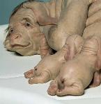 the_most_controversial_art_sculptures_by_patricia_piccinini26.jpg