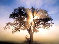 america_csg092_oak_tree_in_new_england_sunrise.jpg