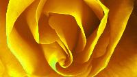 flowers-macro-roses-yellow-flowers-56086-1280x800.jpg