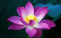 lotus-flower-high-definition-wallpapers-beautiful-desktop-background-images-widescreen.jpg