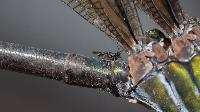 wasp-on-dragonfly.jpg