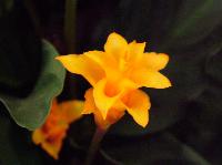 calathea-crocata-flower.jpg